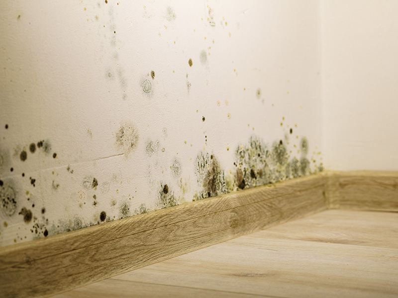Mold Inspection Services Portland ME